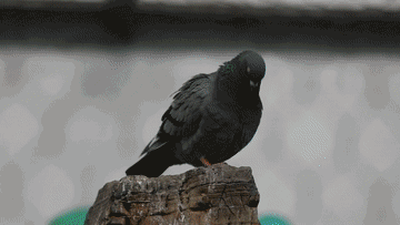 圖片關鍵詞 圖片